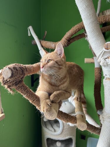Happy feline guest of the Mazlík hotel 1