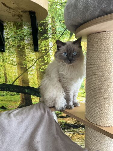 Happy feline guest of the Mazlík hotel 5