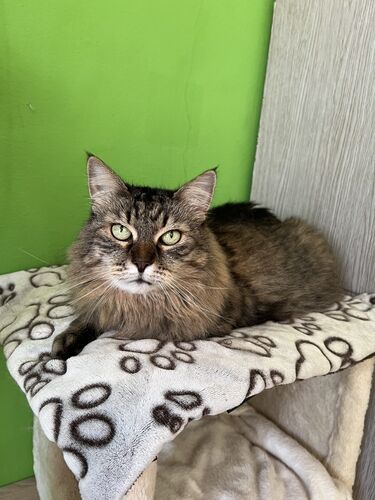 Happy feline guest of the Mazlík hotel 7