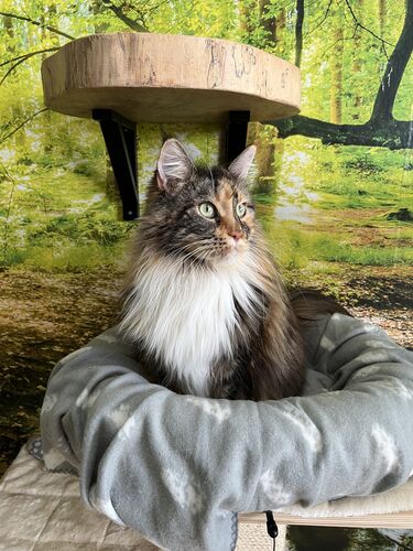 Happy feline guest of the Mazlík hotel 11