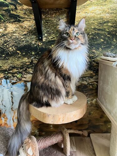 Happy feline guest of the Mazlík hotel 12