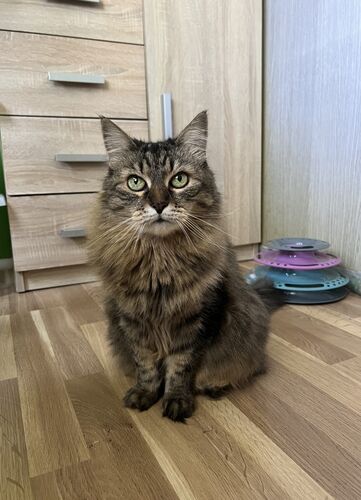 Happy feline guest of the Mazlík hotel 13