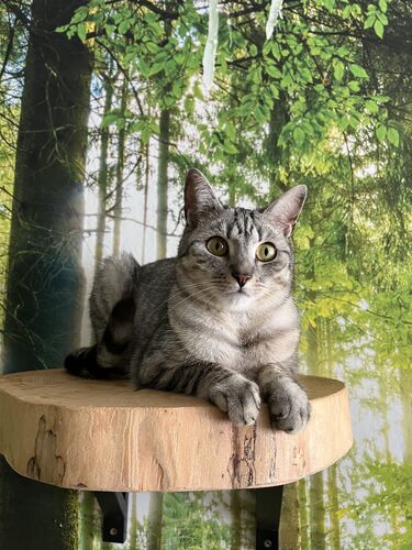 Happy feline guest of the Mazlík hotel 14