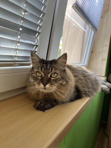 Happy feline guest of the Mazlík hotel 16