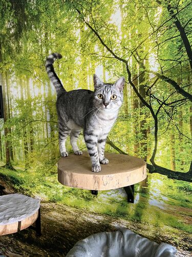 Happy feline guest of the Mazlík hotel 19
