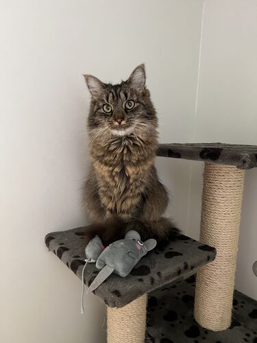 Happy feline guest of the Mazlík hotel 21