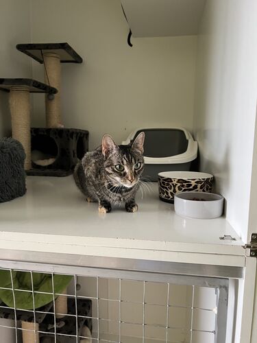 Happy feline guest of the Mazlík hotel 22