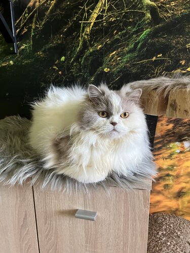 Happy feline guest of the Mazlík hotel 23