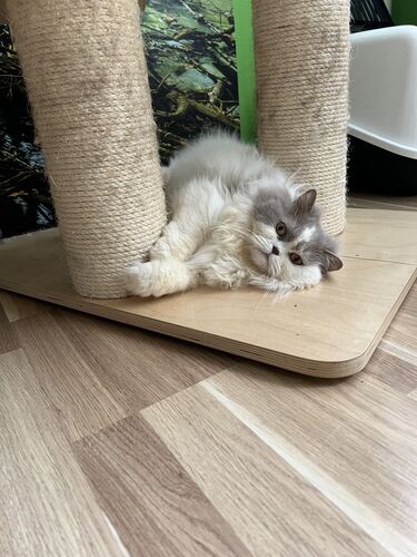Happy feline guest of the Mazlík hotel 24