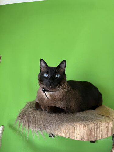 Happy feline guest of the Mazlík hotel 27