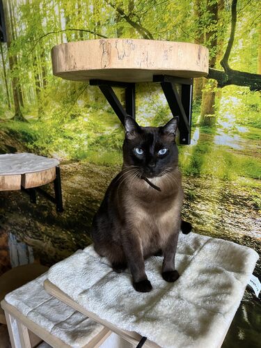 Happy feline guest of the Mazlík hotel 28