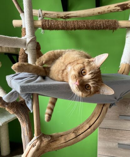 Happy feline guest of the Mazlík hotel 29
