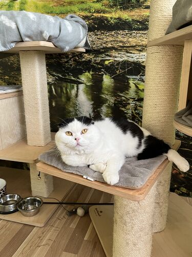 Happy feline guest of the Mazlík hotel 30