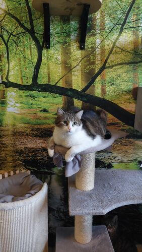 Happy feline guest of the Mazlík hotel 31