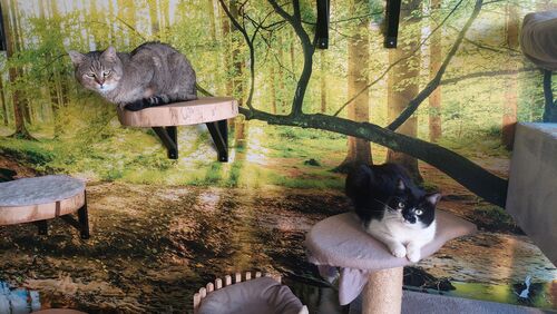 Happy feline guest of the Mazlík hotel 32