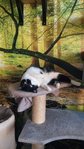 Happy feline guest of the Mazlík hotel 33