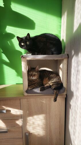 Happy feline guest of the Mazlík hotel 34