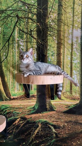 Happy feline guest of the Mazlík hotel 35