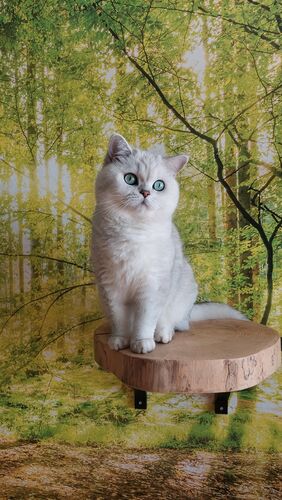 Happy feline guest of the Mazlík hotel 36