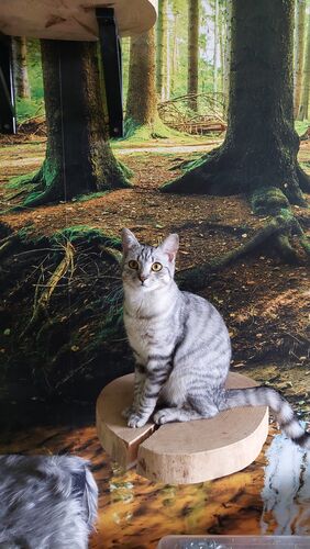 Happy feline guest of the Mazlík hotel 37