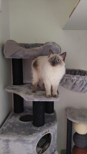 Happy feline guest of the Mazlík hotel 38