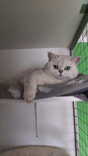 Happy feline guest of the Mazlík hotel 39