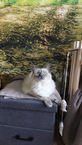 Happy feline guest of the Mazlík hotel 40