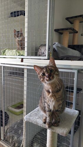 Happy feline guest of the Mazlík hotel 42