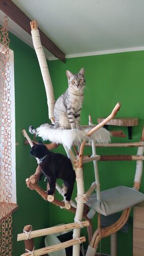 Happy feline guest of the Mazlík hotel 43