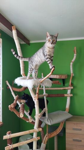 Happy feline guest of the Mazlík hotel 44