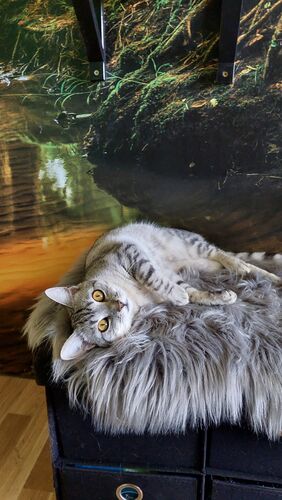 Happy feline guest of the Mazlík hotel 45
