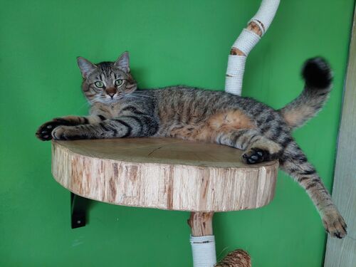 Happy feline guest of the Mazlík hotel 46