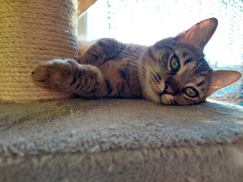 Happy feline guest of the Mazlík hotel 47
