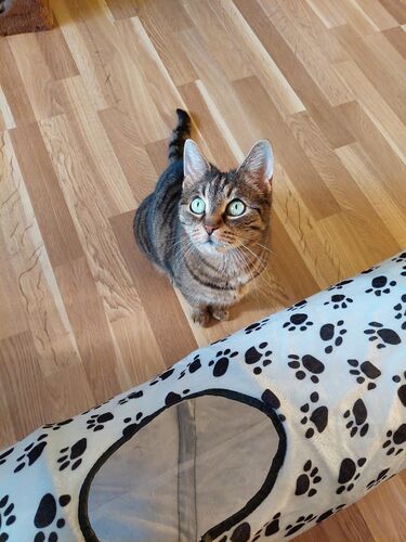 Happy feline guest of the Mazlík hotel 48