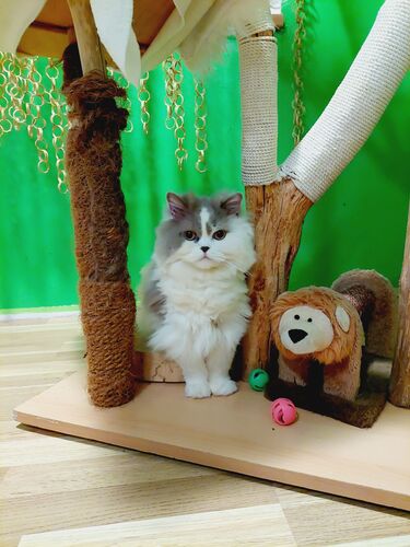 Happy feline guest of the Mazlík hotel 49