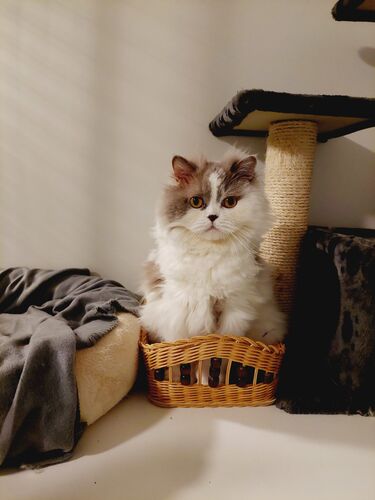 Happy feline guest of the Mazlík hotel 50