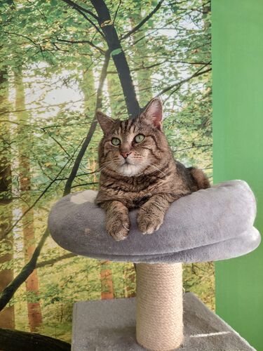 Happy feline guest of the Mazlík hotel 51