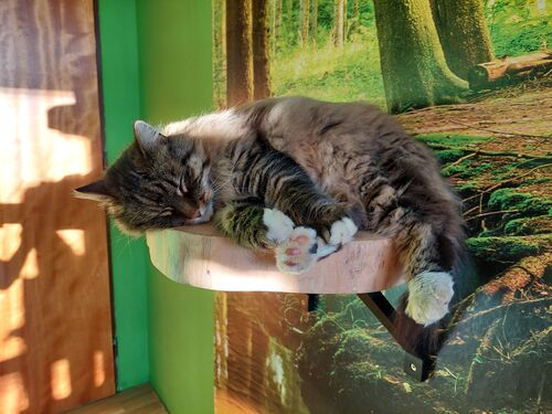 Happy feline guest of the Mazlík hotel 52