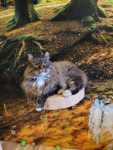 Happy feline guest of the Mazlík hotel 53