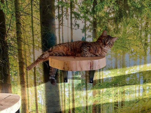 Happy feline guest of the Mazlík hotel 55