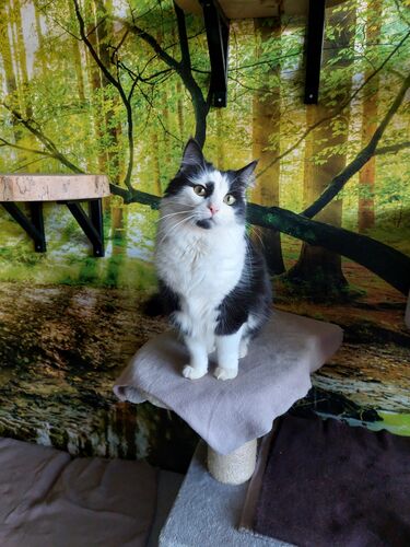 Happy feline guest of the Mazlík hotel 56