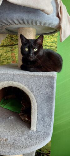 Happy feline guest of the Mazlík hotel 57