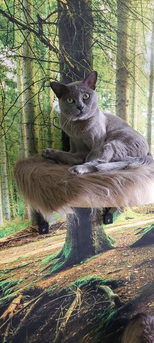 Happy feline guest of the Mazlík hotel 59