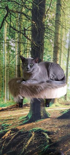 Happy feline guest of the Mazlík hotel 60