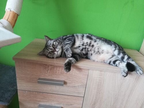 Happy feline guest of the Mazlík hotel 64