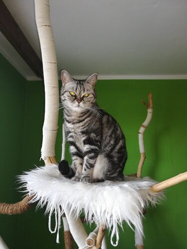 Happy feline guest of the Mazlík hotel 67