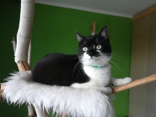 Happy feline guest of the Mazlík hotel 69