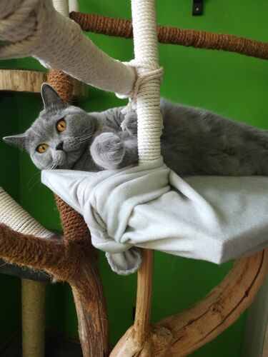 Happy feline guest of the Mazlík hotel 70