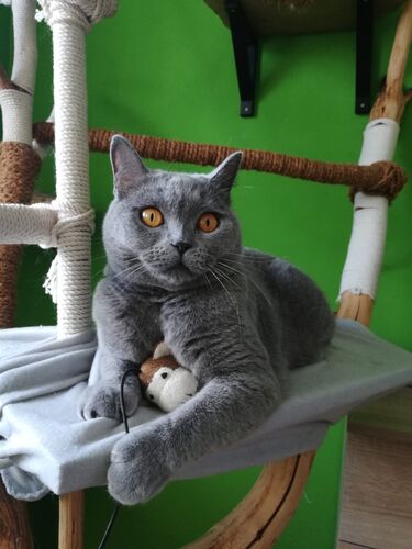 Happy feline guest of the Mazlík hotel 71