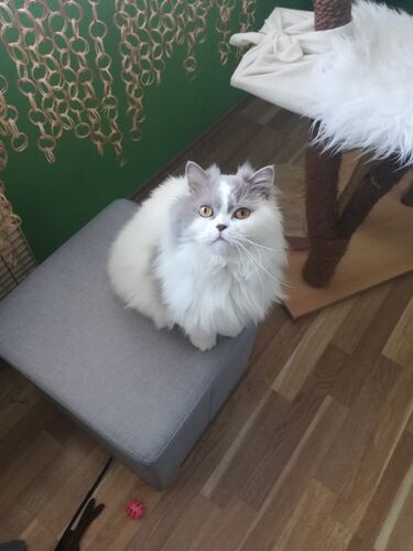Happy feline guest of the Mazlík hotel 72